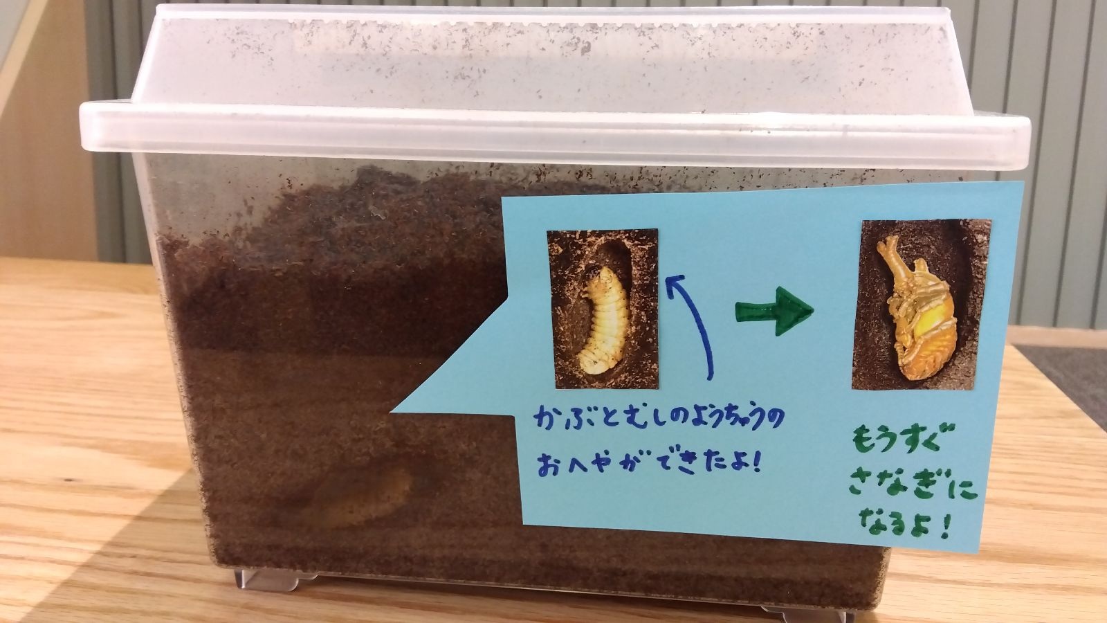 カブトムシの虫かご
