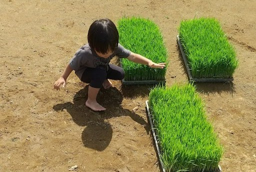 田植えの様子