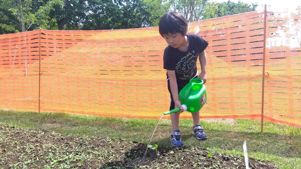 畑に水やりをする子ども