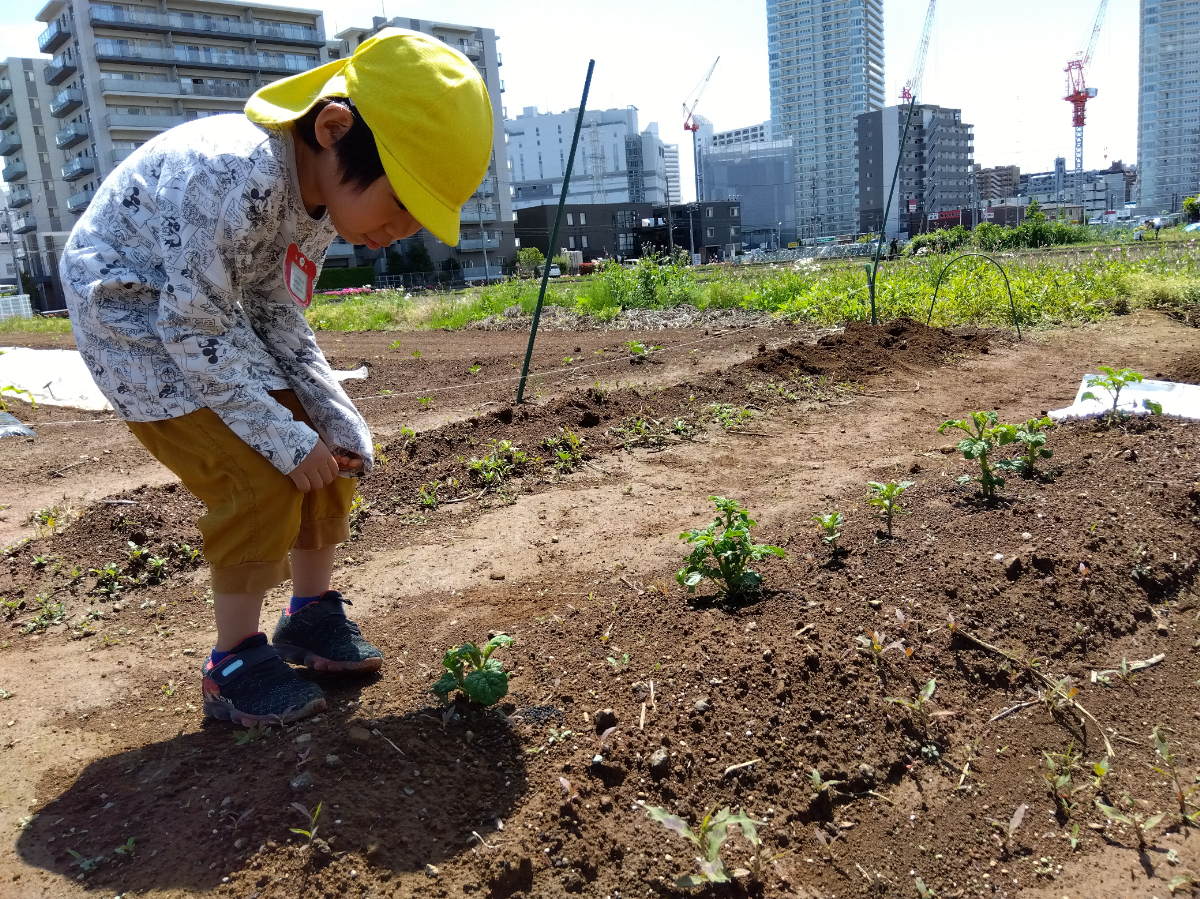 野菜を観察する子ども