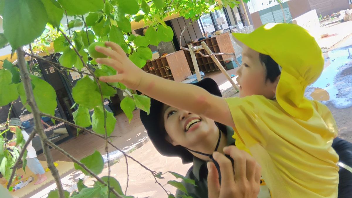 梅の実を収穫する子どもの様子