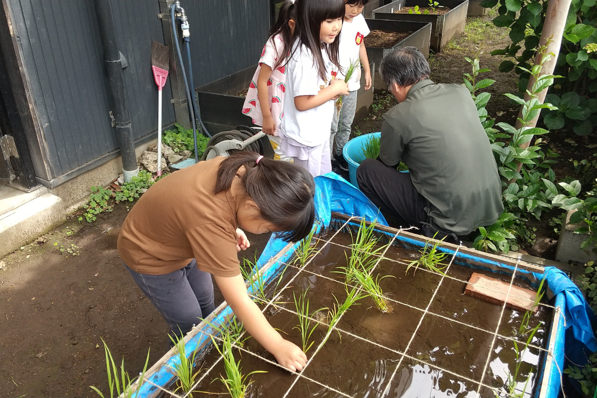 稲を植える子どもたち