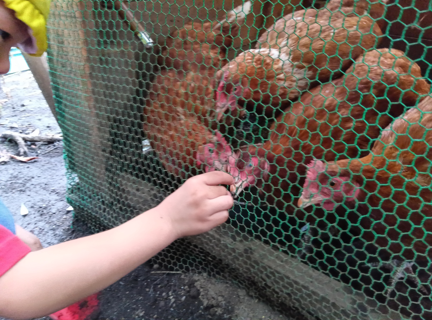 鶏に餌をあげる様子