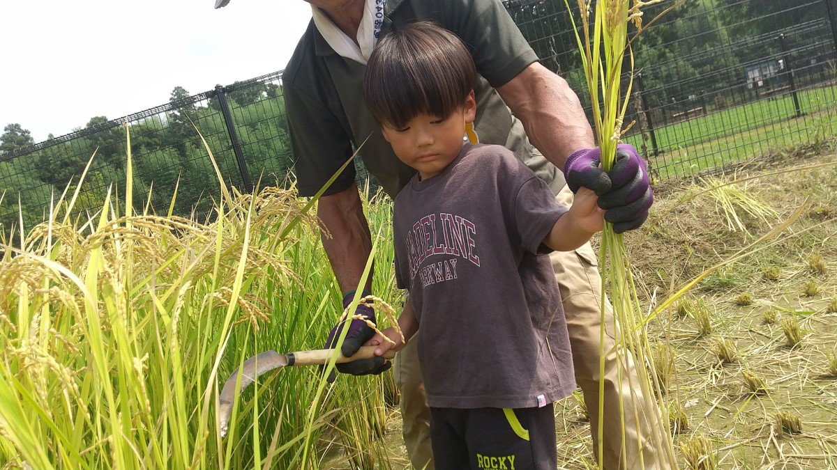 鎌を使って稲を刈る子ども