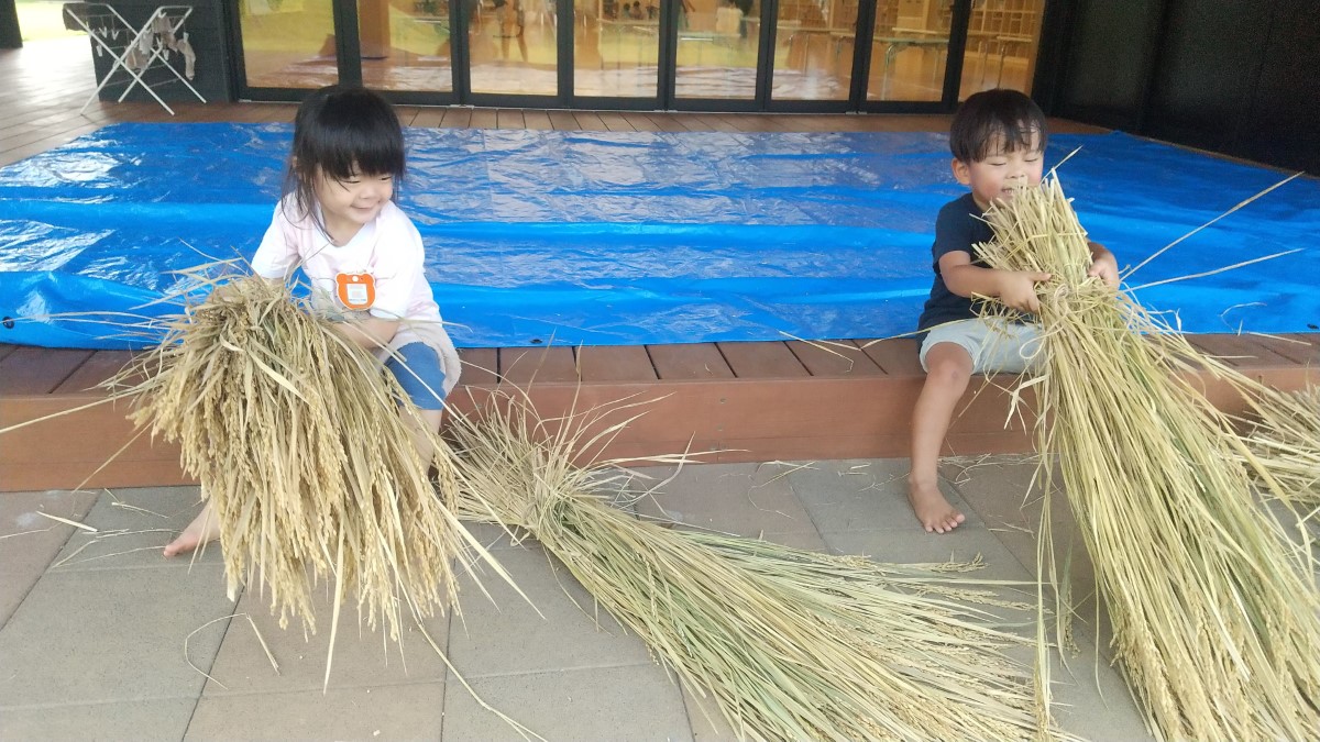 刈り取った稲を束ねる子どもたち