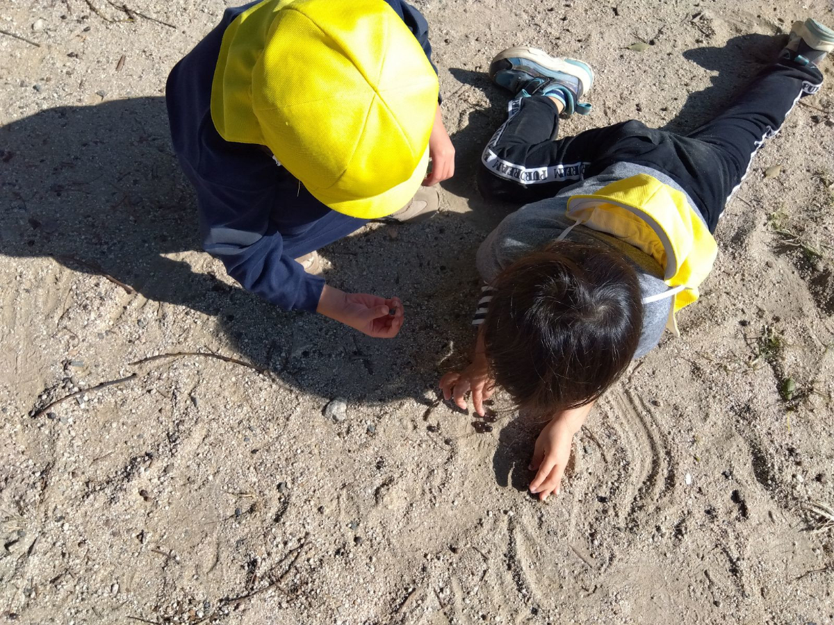 地面に這いつくばって木の実を拾う