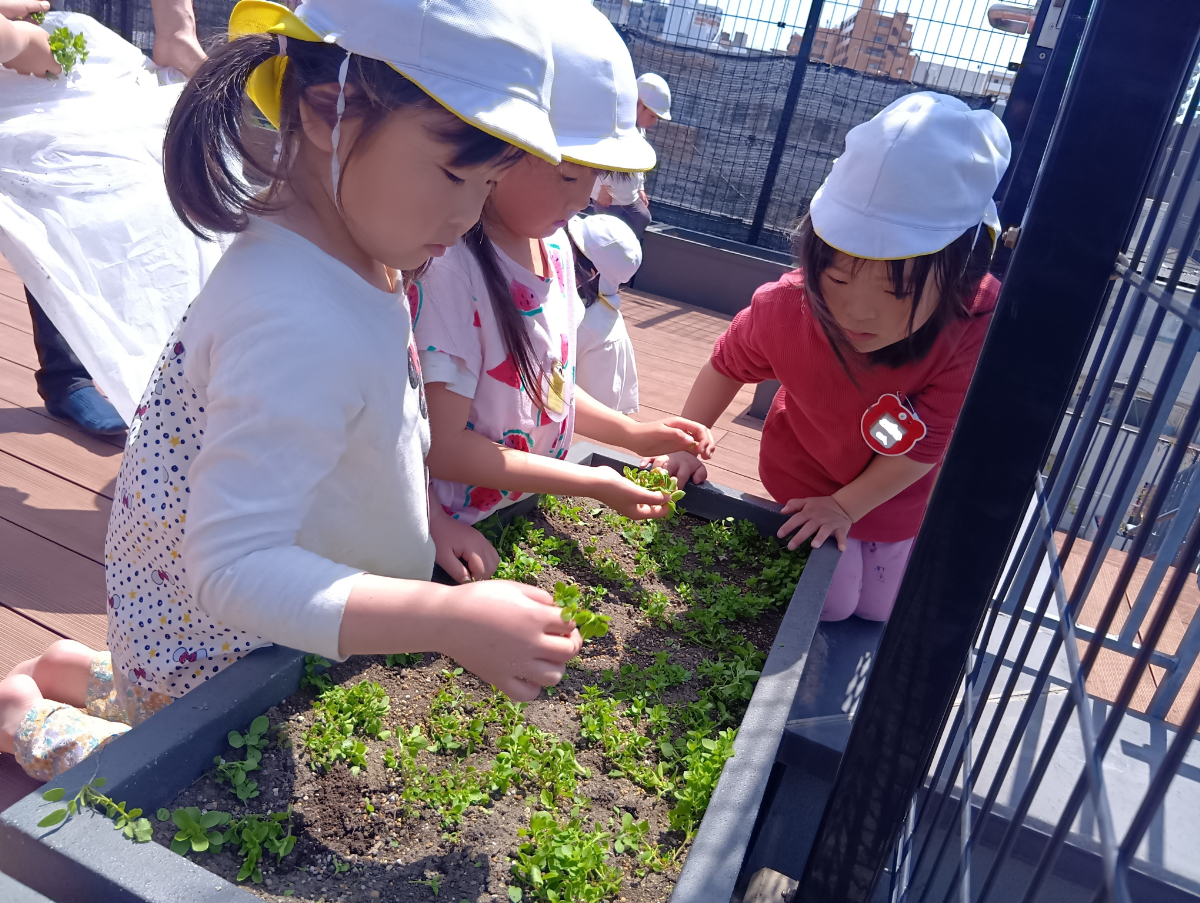 雑草を抜く子どもたち