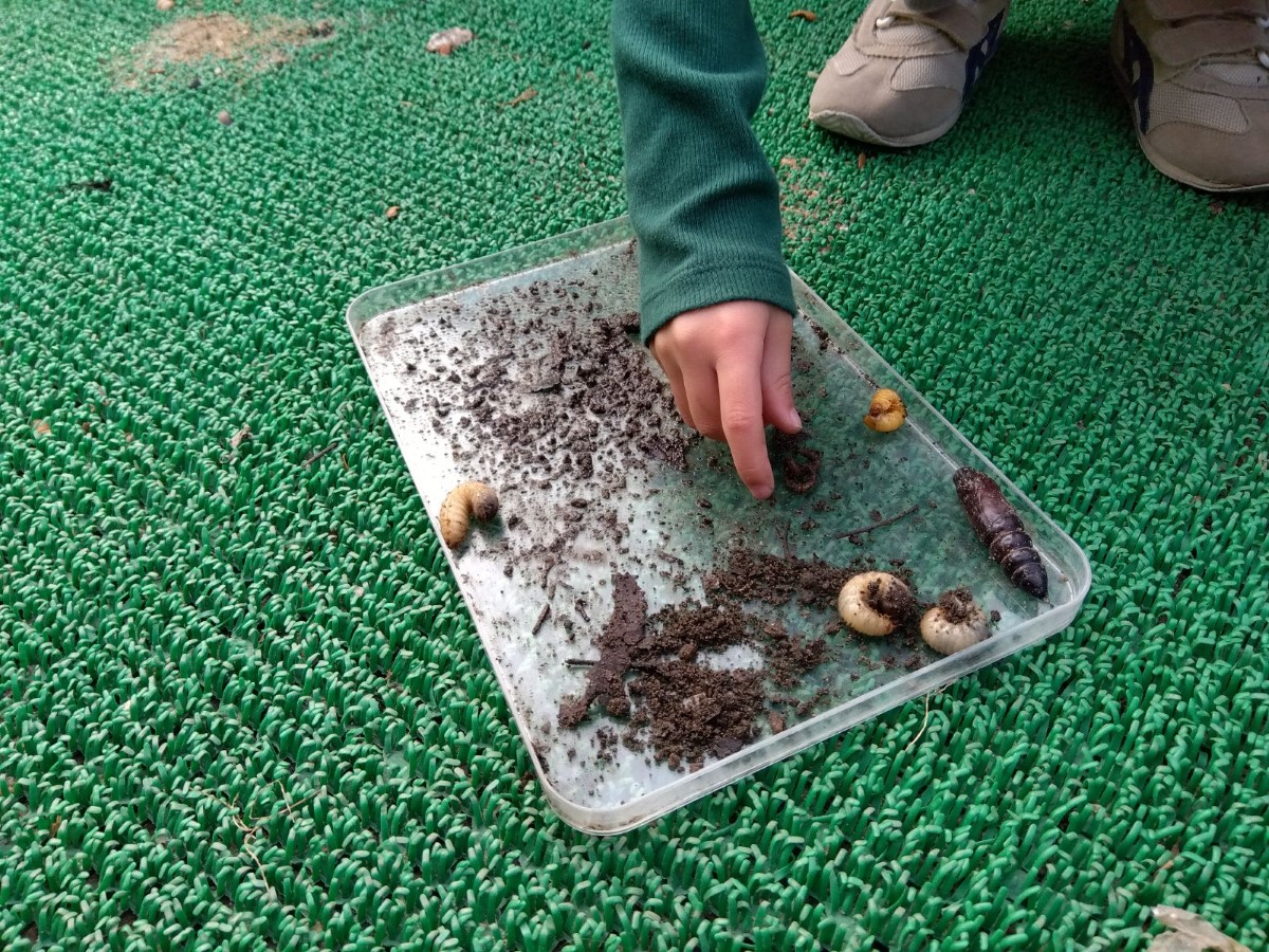 幼虫を観察する子ども