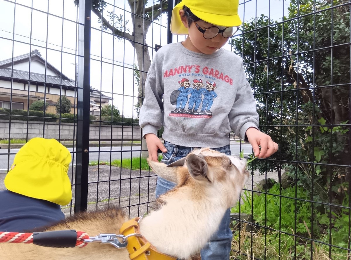 ヤギに餌をあげる子ども