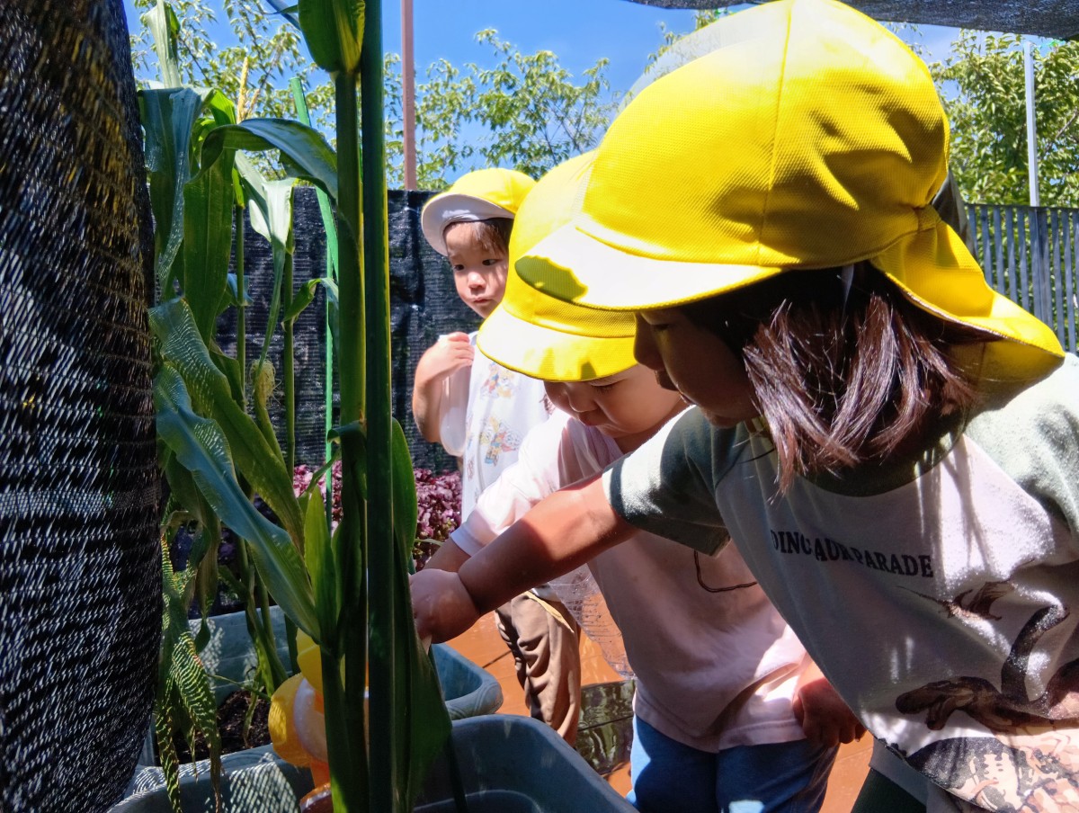 子どもたちはプランターの植物にじょうろで水をあげている