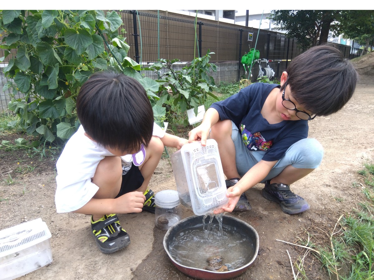 二人の子どもが飼育ケースの水をフライパンの中に流している