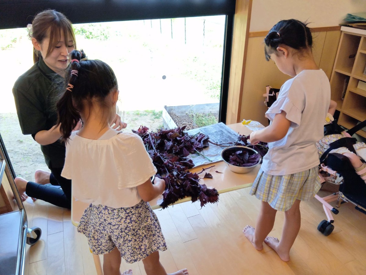 一人の大人と二人の子どもが収穫した赤しそから大きな葉を探して採っている