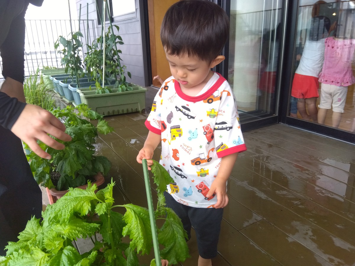 一人の子どもがプランターで育ったしその葉に触れている