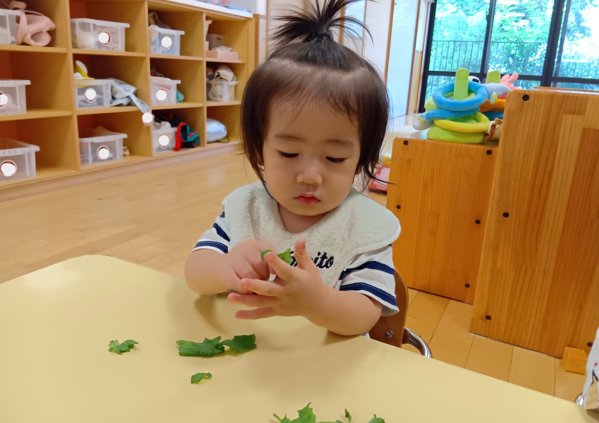 室内で、一人の子どもがちぎったしその葉を指に巻き付けている