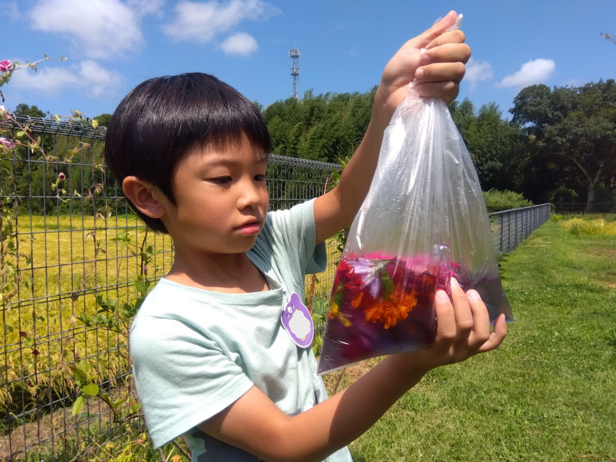一人の子どもが摘み取った色々な花と水を入れたビニール袋を片手で持ち、反対の手でビニール袋の下の方を揉んで色水の様子を見ている