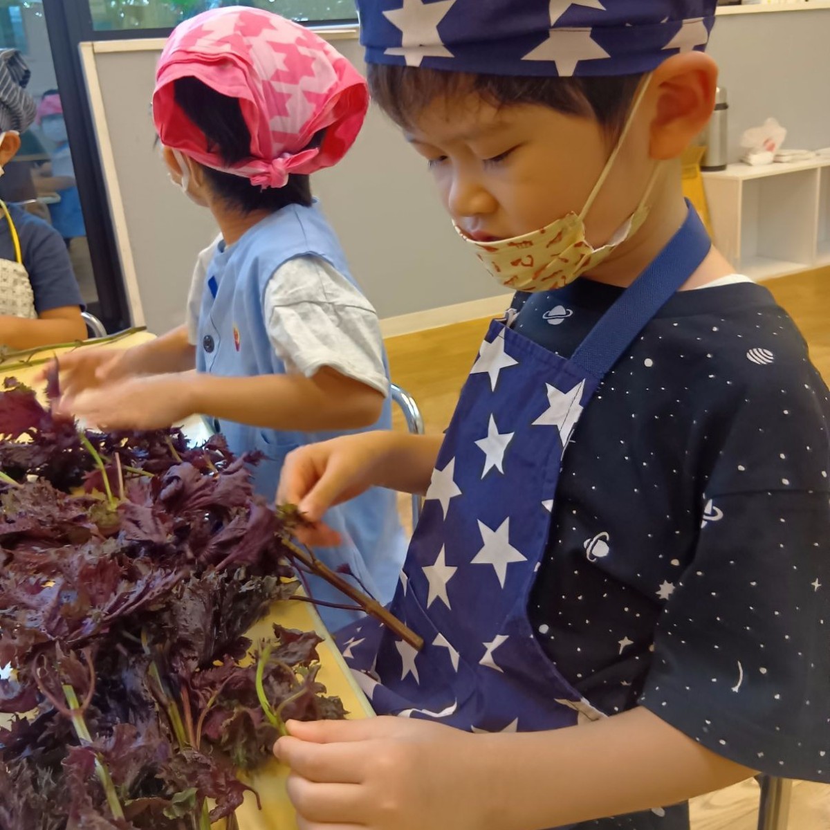エプロン三角巾を着けた子どもたちは赤しその葉を枝から取ろうとしている