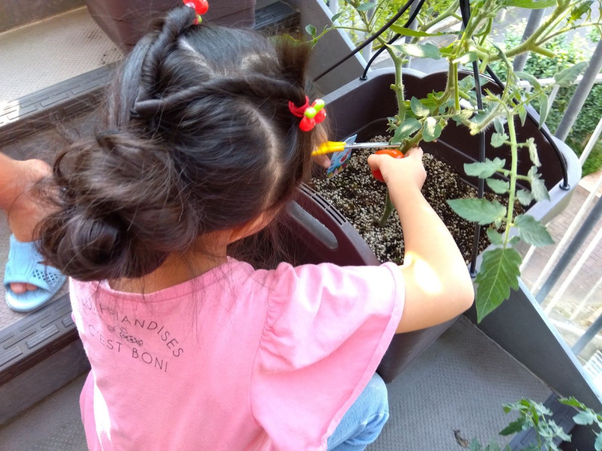 一人の子どもがプランターで育ったトマトをハサミを使って収穫している