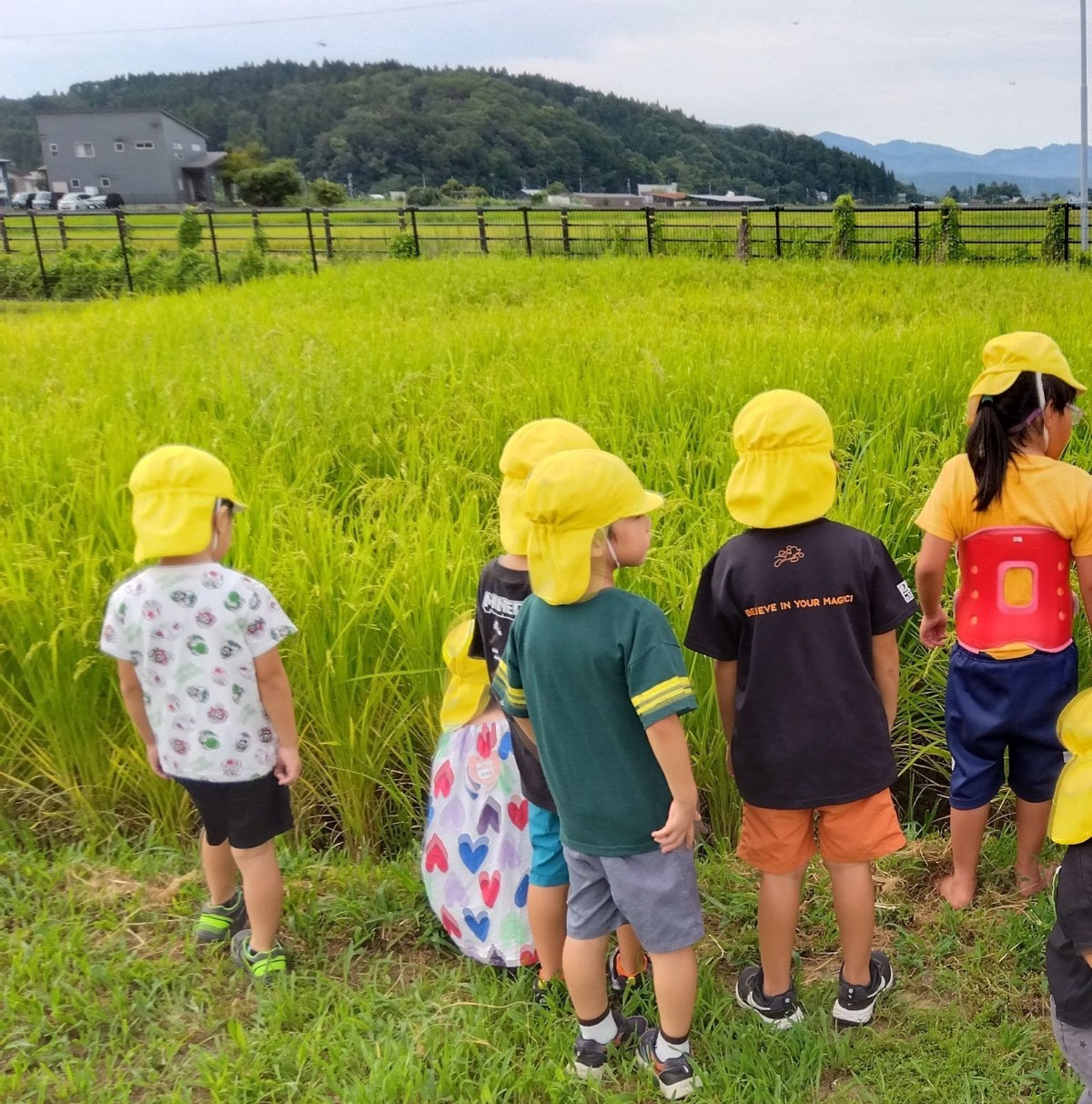 田んぼの前で、子どもたちは育った稲を眺めている