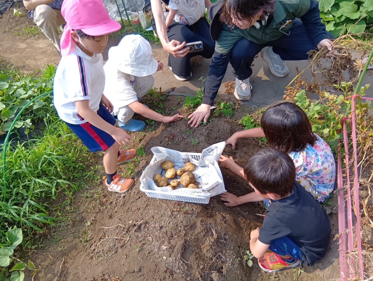 じゃがいも畑で、大人と子どもたちがしゃがんで土に触ってじゃがいもを探している。中央の籠には収穫したいくつかのじゃがいもが入っている