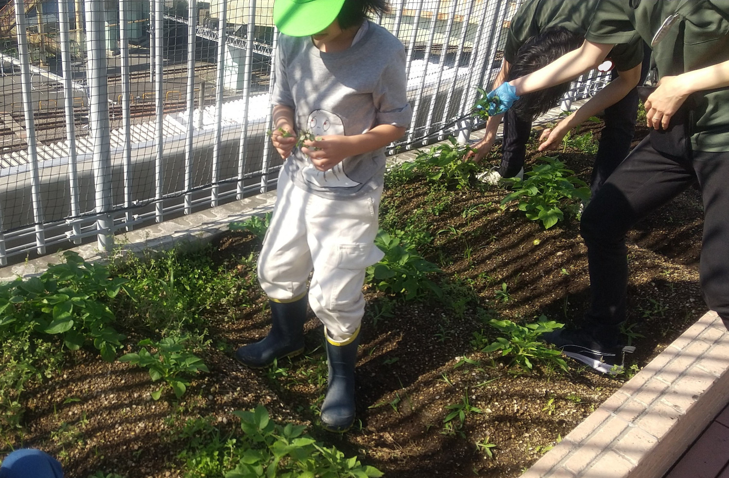 畑で草むしりをする子ども
