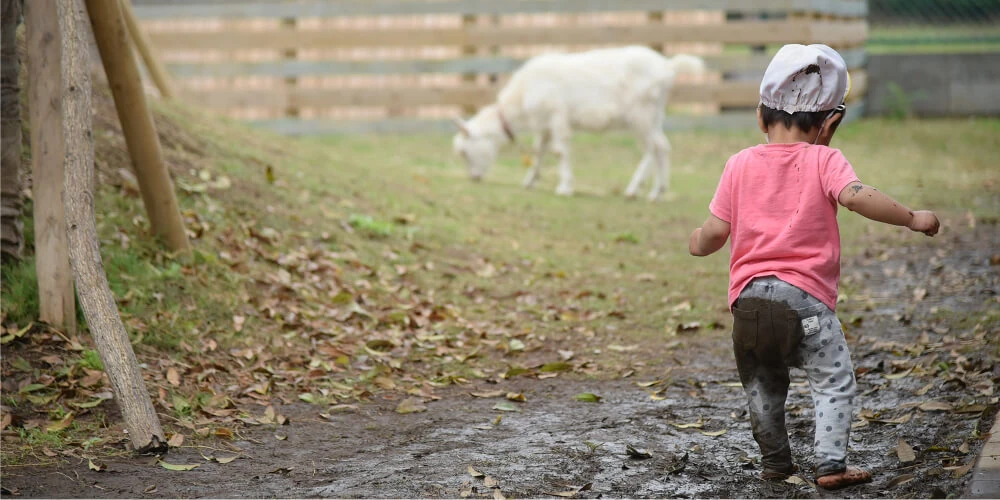 A child approaching a goat