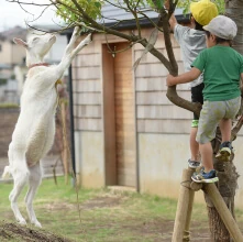 A child climbing a tree beside a goat