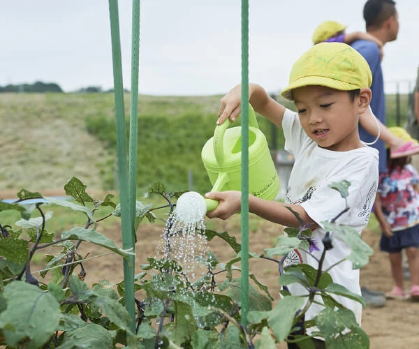 A child watering vegetables in a field