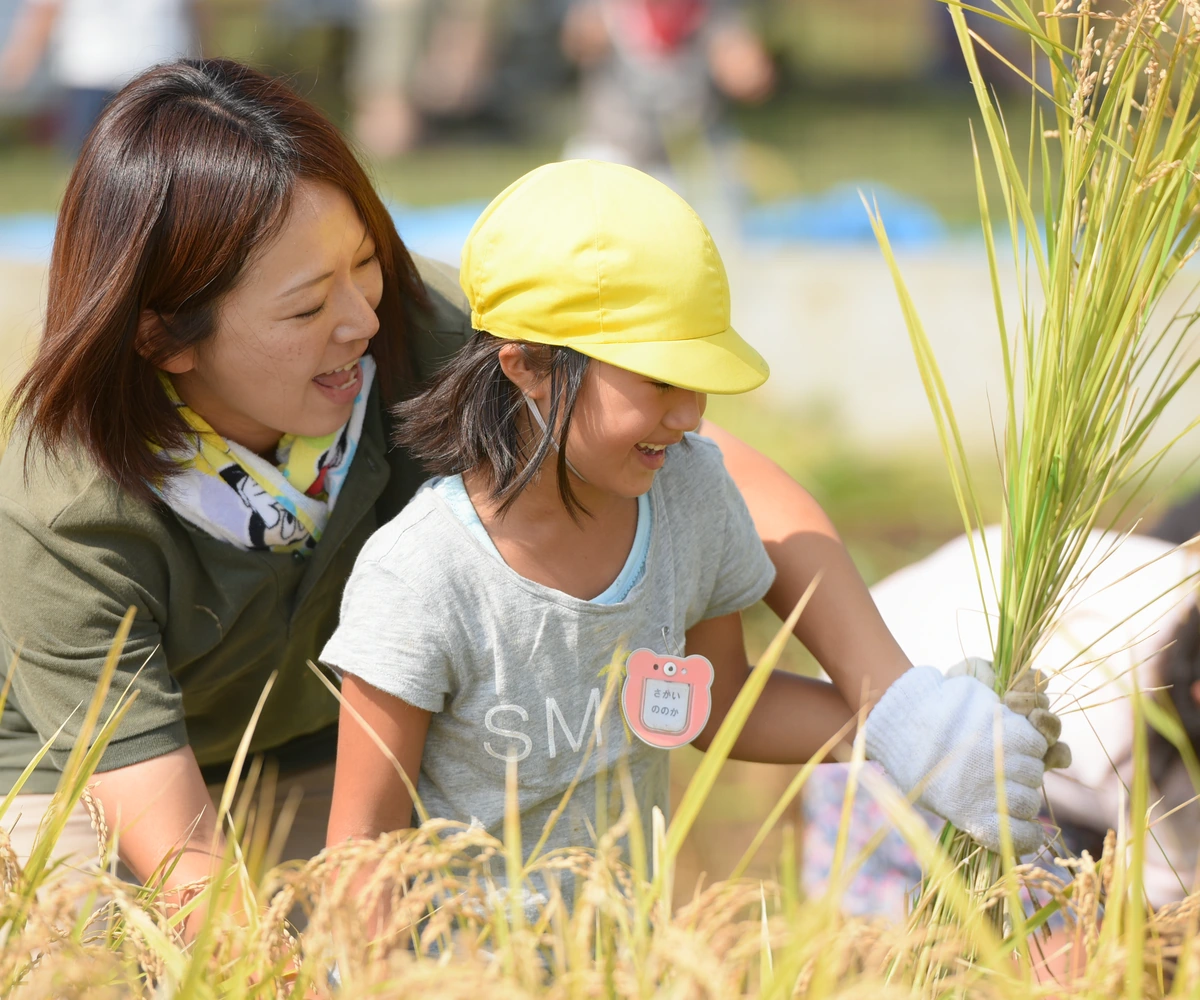A staff member and child harvesting rice