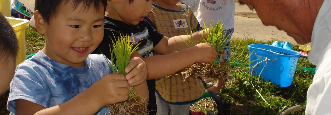 Children harvesting rice
