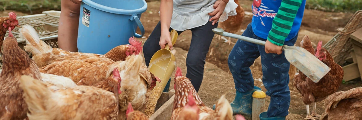 Children feeding chickens