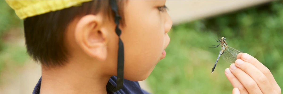 A child observing a dragonfly