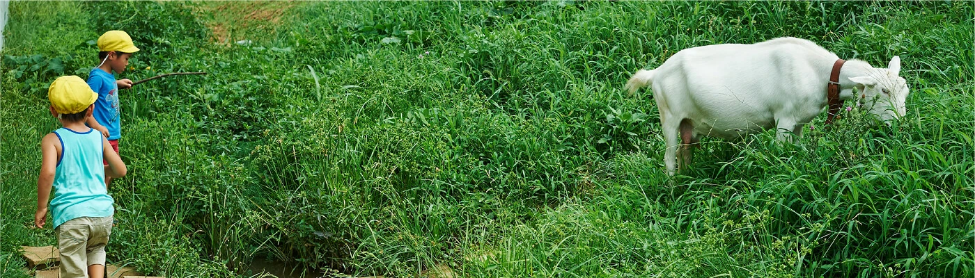 Children observing a goat in a grassy field