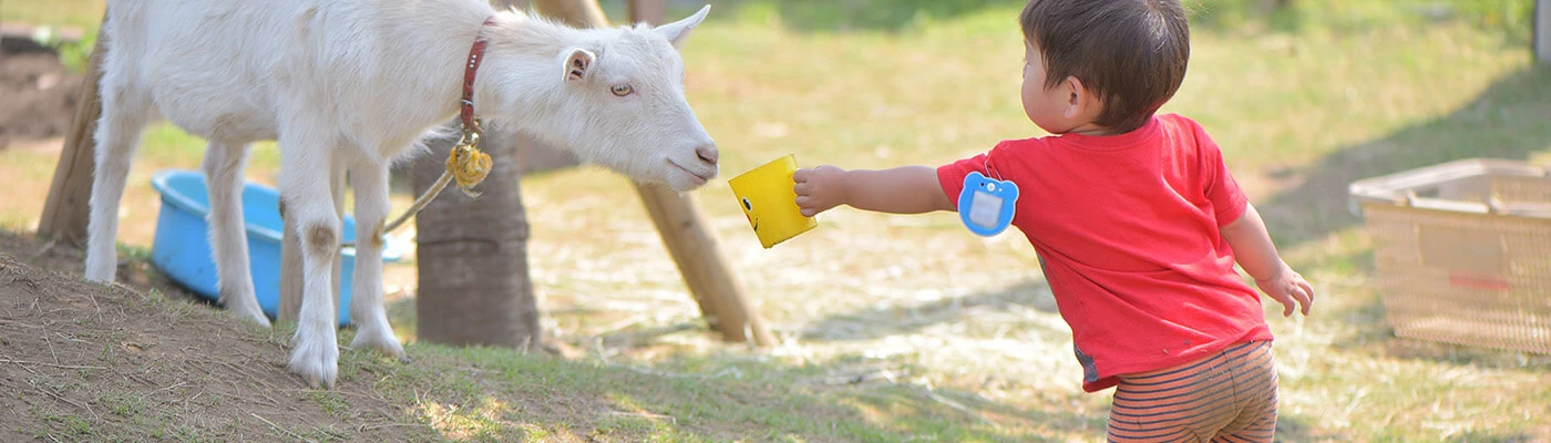 A child offering a cup to a goat