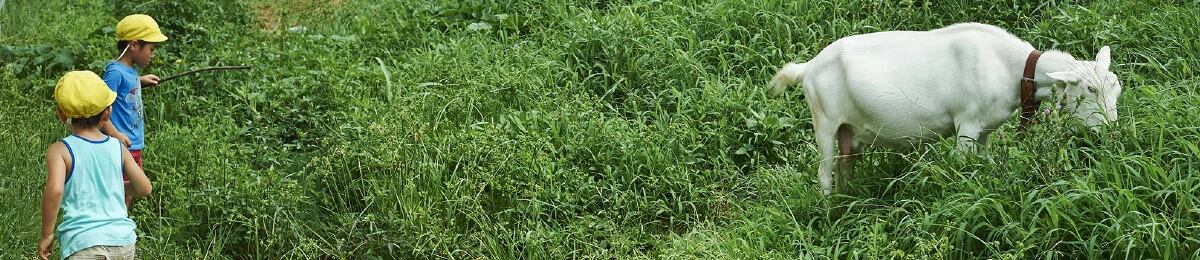 草むらでヤギを見守る子どもたち