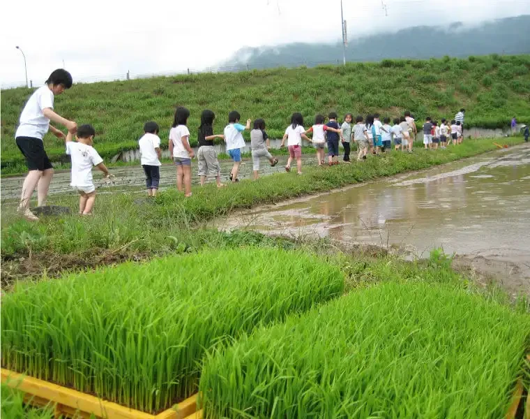 Children planting rice in a paddy field