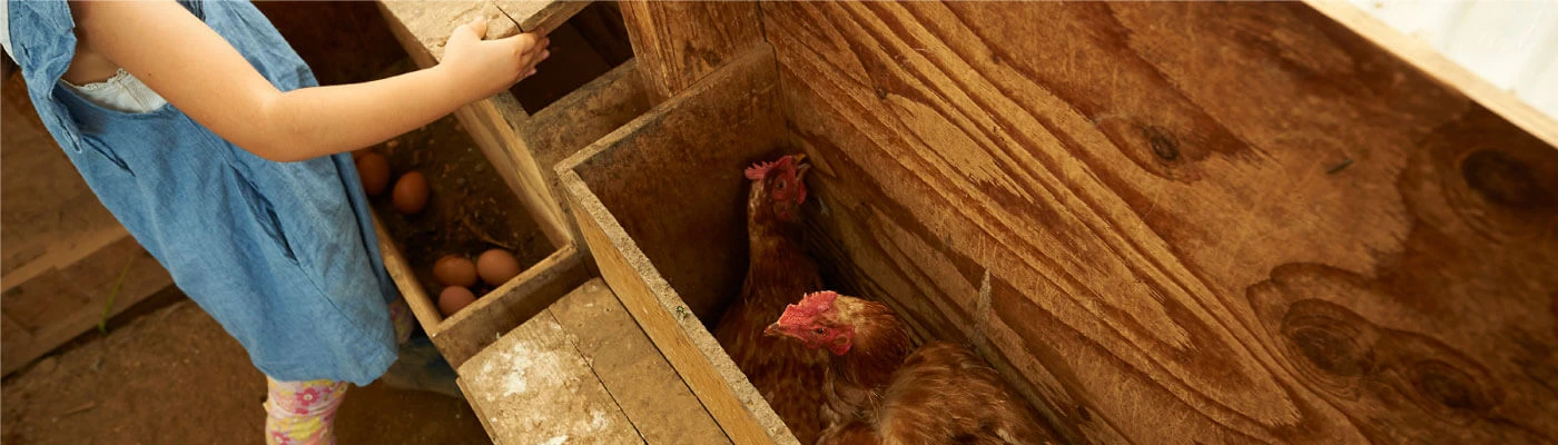 A child collecting eggs in a chicken coop