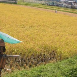 【10名限定!】稲刈り体験インターンの募集