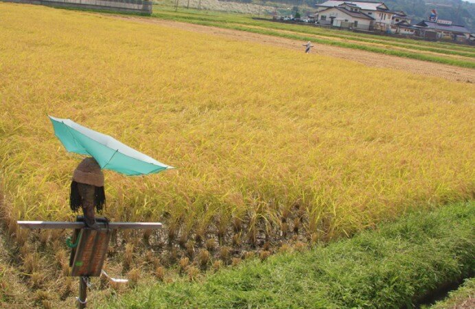 稲刈り後の田んぼを走る園児