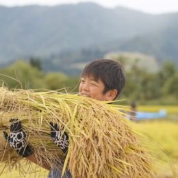 50名以上が参加!魚沼での親子稲刈り!