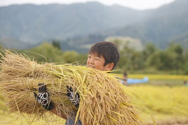 稲穂を運ぶ子ども