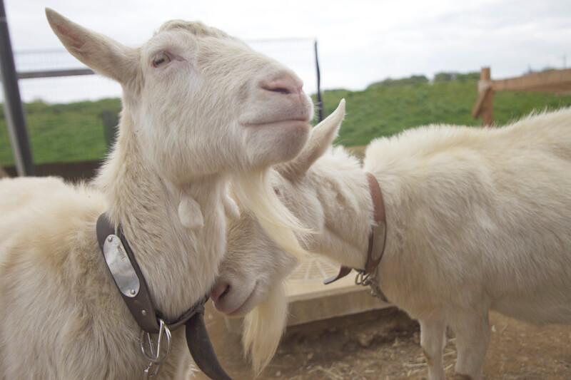 足をつかんで爪切り