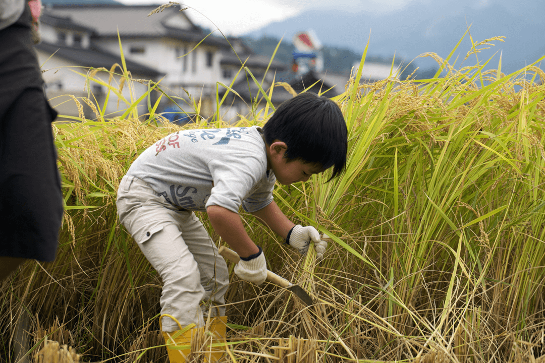 鎌で稲を刈る子供