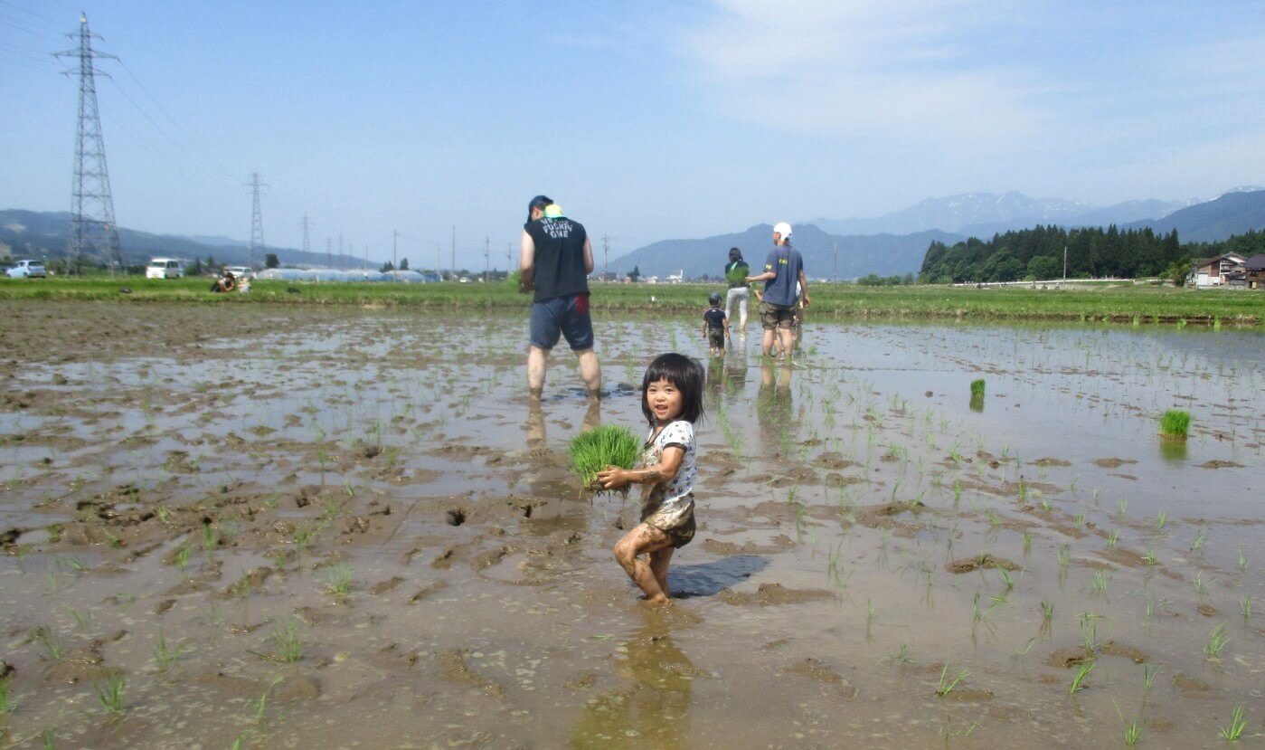 田植え体験をする女の子