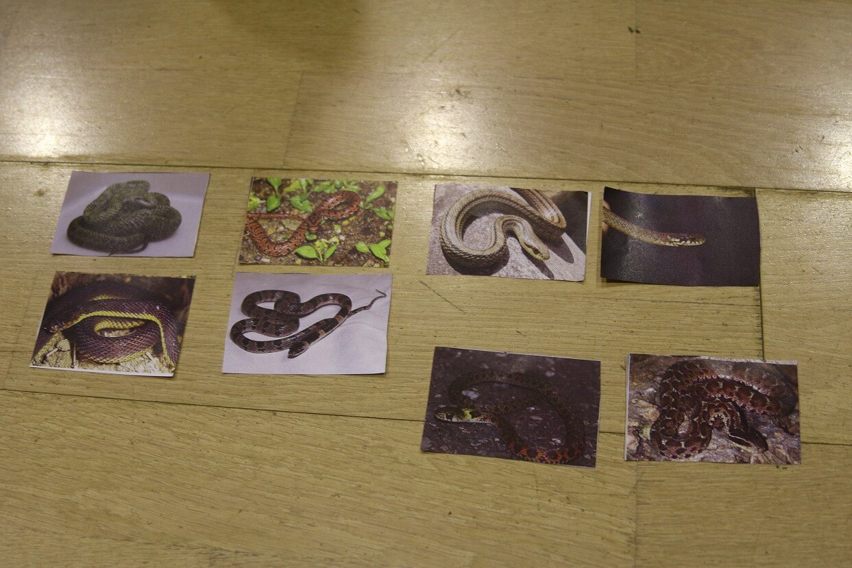 蛇の種類のカード