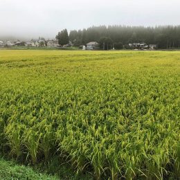 どろんこ米の今 2018年9月