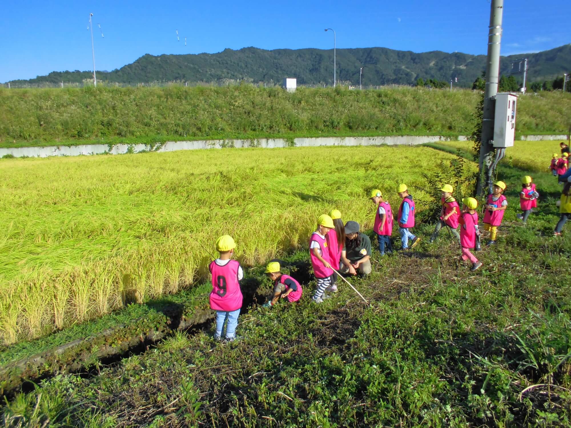 本物の鎌を使います