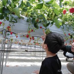 「イチゴ狩りに行こう!」~5月の親子体験学習~