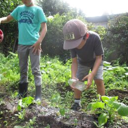 阿佐ヶ谷ルームの畑日記「みんなの野菜、おおきくなったかな」