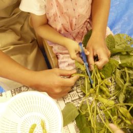 つむぎ荻窪ルーム、畑活動に力を入れています！