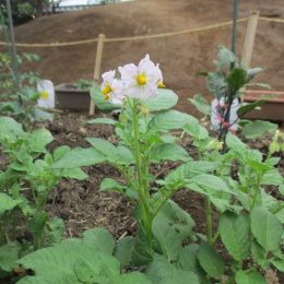 つむぎふじみ野「5月 畑活動」